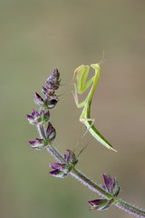 Mantis