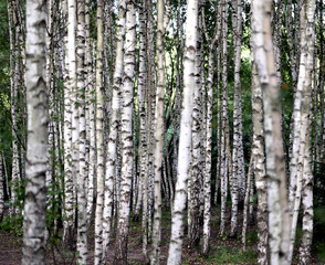 Beautiful young birch forest photographed close up