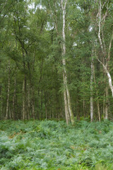 Birkenwald und Königsfarn in der Wahner Heide