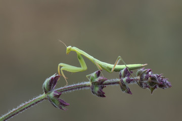 mantis on white background