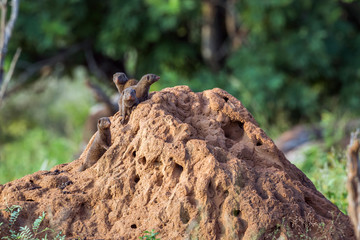 Three Common dwarf mongoose standing on termite mound in Kruger National park, South Africa ; Specie Helogale parvula family of Herpestidae