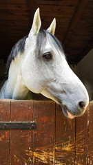  a white horse in the stable close up