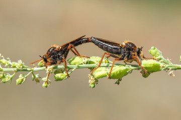fly on leaf