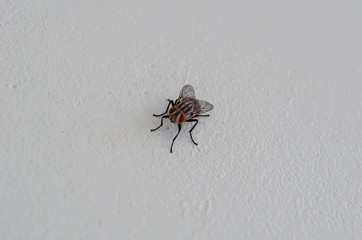 Musca Domastica On The Wall