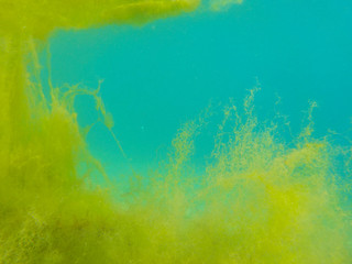 Fototapeta na wymiar Green seaweed on tropical sea shore underwater photo. Fluffy sea plant on coral reef. Underwater world of Mediterranean seashore landscape with sea weed. Clean seawater pollution. 