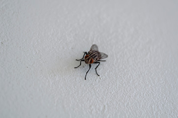 Musca Domastica Fly On Wall
