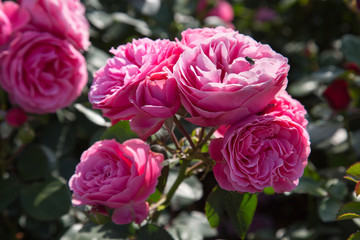 Pink white rose flowers outdoors in Sunny weather. Selective focus. Agriculture Floriculture flora.