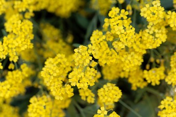Flowers of a basket of gold, Aurinia saxatilis