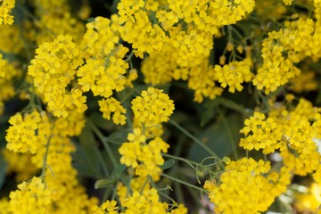 Flowers of a basket of gold, Aurinia saxatilis