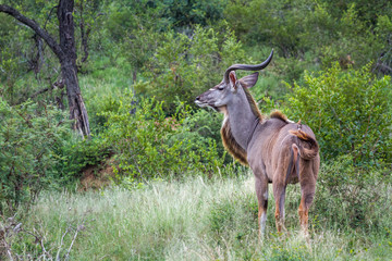Greater kudu horned male in green savannah in Kruger National park, South Africa ; Specie Tragelaphus strepsiceros family of Bovidae