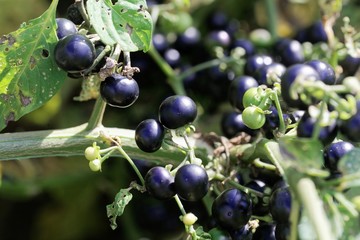 Garden Huckleberry, Solanum melanocerasum