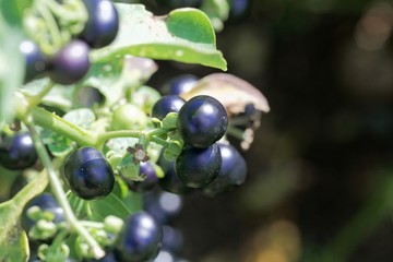 Garden Huckleberry, Solanum melanocerasum