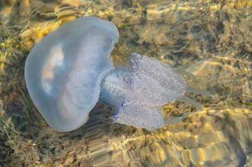 Jellyfish swims in the clear sea water at the bottom.