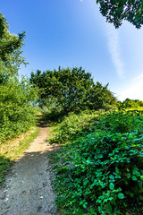 A trail path along wild green vegetations and trees under a majestic blue sky