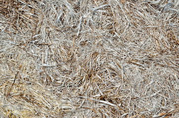 Gray texture of dry, withered, last year's grass.