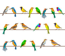 Fototapeta premium Vector illustration, a many of birds on wires