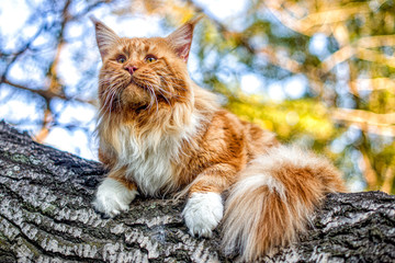Very big red maine coon cat sitting on tree in forest on summer spring day.