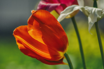 czerwony tulipan na kolorowym tle, zbliżenie na płatki kwiatu © Jarek Witkowski