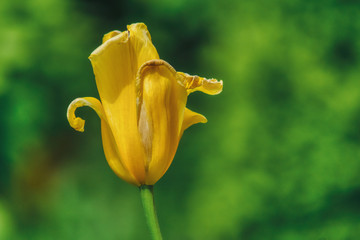 postrzępiony żółty tulipan na zielonym tle, zbliżenie na płatki kwiatu - obrazy, fototapety, plakaty