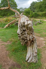 Knorriger alter Bausmtamm in der  Wahner Heide