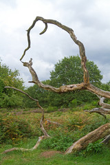 Knorriger alter Bausmtamm in der  Wahner Heide
