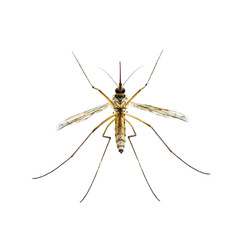 Encephalitis, Yellow Fever, Malaria Disease, Mayaro or Zika Virus Infected Culex Mosquito Parasite Insect Isolated on White Background
