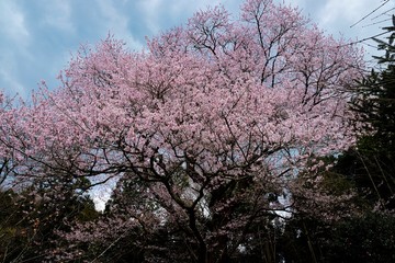 野性のエドヒガンザクラ、満開のベニエドヒガン