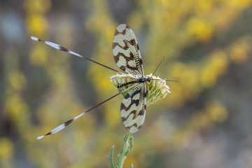 butterfly on a flower