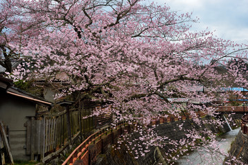 古い町並みのエドヒガン、八斗蒔のエドヒガンザクラ