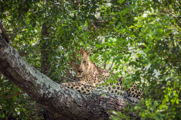 Leopard in Kruger National park, South Africa