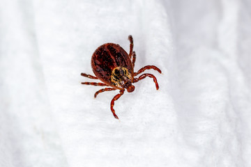 Encephalitis Virus or Lyme Borreliosis Disease Infectious Dermacentor Tick Arachnid Parasite Insect on White Cloth Macro
