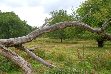 Knorriger alter Bausmtamm in der  Wahner Heide