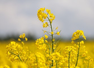 detail of flowering rapeseed canola or colza field