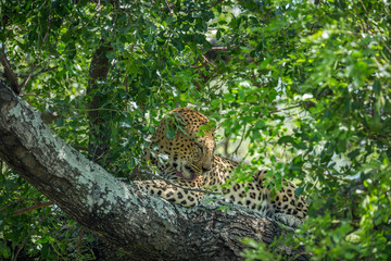 Leopard in Kruger National park, South Africa