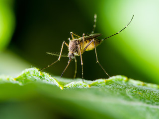 Encephalitis, Yellow Fever, Malaria Disease or Zika Virus Infected Culex Mosquito Parasite Insect Macro on Green Background