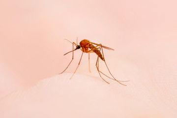Encephalitis, Yellow Fever, Malaria Disease or Zika Virus Infected Culex Mosquito Parasite Insect