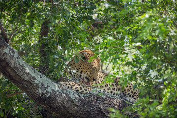 Leopard in Kruger National park, South Africa