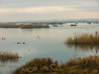 image of pond with dry grass
