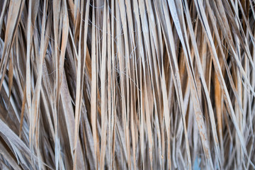 Texture Palm Dry. Background