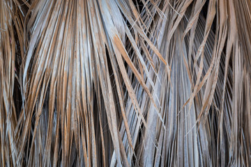 Texture Dry Palm
