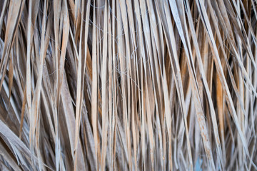 Dry Palm leaf texture background