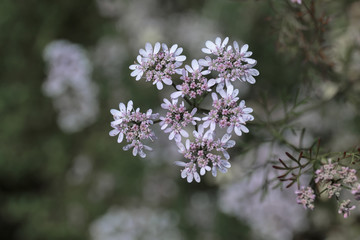 Close-up: Pink flowers of Coriandrum sativum (coriander)
