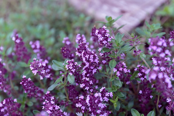 Thyme. Purple flowers Creeping thyme. Summer blooms of medicinal herbs