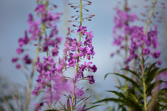 purple flowers with green leaves Chamaenerion angustifolium, fireweed, rosebay willowherb close-up