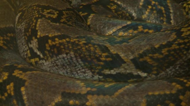 Handheld, extreme close up shot of a boa constrictor body rising during an inhale.