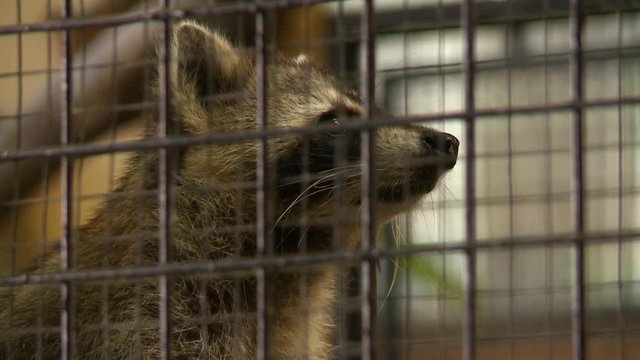 Steady, close up shot of a raccoon in a cage.