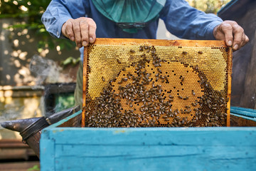 Process of harvesting honey from wooden beehive outdoors