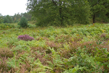 Besenheide und Farn in der Wahner Heide