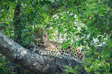 Leopard in Kruger National park, South Africa