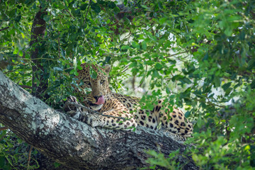Leopard in Kruger National park, South Africa